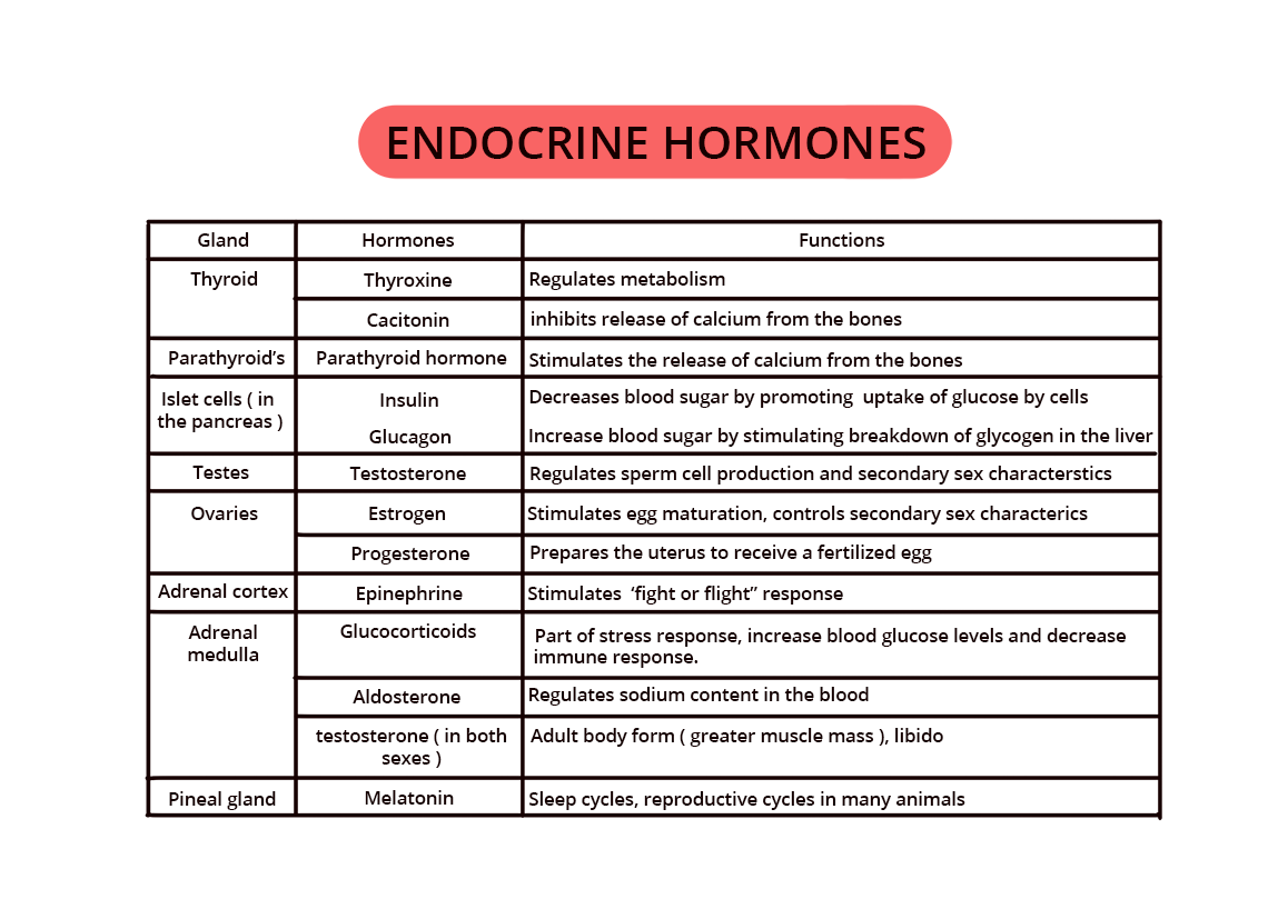 What are endocrine system ductless gland? Definition, Types and